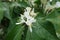 Closeup of white flowers of Lonicera maackii in May