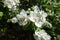 Closeup of white flowers of pear tree in April