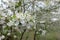 Closeup of white flowers of sour cherry tree in April