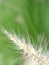 Closeup white fountain grass feathertop in garden with blurred background ,sweet color ,soft focus  in garden