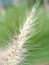 Closeup white fountain grass feathertop in garden with blurred background ,sweet color ,soft focus  in garden