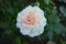 A closeup of  a white fragrant  rose flower, Chandos Beauty cultivar