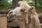 Closeup of a white furry dromedary camel head