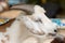 Closeup White Goat (Capra aegagrus hircus).