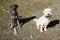 Closeup of a white Goldendoodle and poodle sitting on the ground outdoors