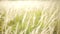 Closeup white grass flower background