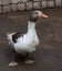 Closeup of white and grey adult geese on farm yard.