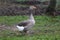 Closeup of white and grey adult geese on farm yard. Domestic goose live at beautiful animal farm