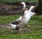 Closeup of white and grey adult geese on farm yard. Domestic goose live at beautiful animal farm