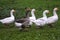 Closeup of white and grey adult geese on farm yard. Domestic goose live at beautiful animal farm