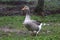 Closeup of white and grey adult geese on farm yard. Domestic goose live at beautiful animal farm