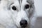 Closeup of white grey siberian husky head