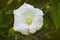 Closeup of white hedge bindweed flower with water drops and selective focus on foreground
