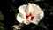 closeup white hibiscus flower with pollen