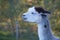 Closeup of a white Huacaya alpaca animal in field looking side way