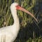 Closeup of a White Ibis in Breeding Plumage - Florida