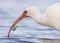 Closeup of White Ibis eating a crab - Fort De Soto Park, Florida