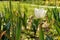 Closeup of a white isolated tulip standing tall at the Tulip Garden, Srinagar, Jammu & Kashmir, India