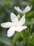 Closeup white jasmine  Wrightia antidysenterica flower in garden with blurred background