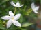 Closeup white jasmine  Wrightia antidysenterica flower in garden with blurred background