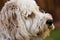 Closeup of a white labradoodle under the sunlight with a blurry background