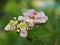 Closeup white lantana flowers in garden