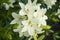 Closeup of White lillies with leaves