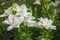 Closeup of White lillies with leaves