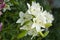 Closeup of White lillies with leaves