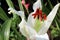 Closeup of a white lily flower blooming in the garden