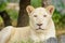 Closeup white lion Panthera leo look at the camera