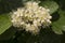 Closeup of white little flowers of Aronia melanocarpa black chokeberry.