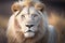 A Closeup of a White Male Adult Lion Looking at the Camera