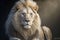 A Closeup of a White Male Adult Lion Looking at the Camera