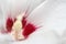 Closeup of a white mallow bloom
