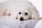 Closeup white maltese dog lying and looking in camera