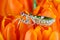 Closeup of white mantis in orange flowers