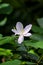 Closeup of a white Melastoma flower with leaves