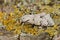 Closeup on a white Miller owlet moth, Acronicta leporina, sitting on wood