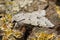 Closeup on a white Miller owlet moth, Acronicta leporina, sitting on wood