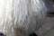 Closeup of White Miniature Poodle - Poodle Ear Fur