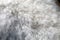 Closeup of White Miniature Poodle - Poodle Fur