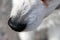 Closeup of White Miniature Poodle - Poodle Nose