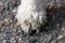 Closeup of White Miniature Poodle - Poodle Paw