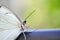 Closeup of white Morpho butterfly