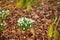 Closeup of white natural spring flowers blooming in lush green home garden or backyard. Texture and detail of common