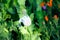 Closeup of white opium poppy