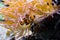 Closeup of a white and orange banded percula clown fish that is hiding under a sea anemone