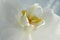 Closeup of a white orchid or orchidaceae flower growing, blossoming and flowering while symbolising love and luxury