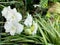 Closeup white orchids with water droplets